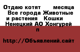 Отдаю котят. 1,5 месяца - Все города Животные и растения » Кошки   . Ненецкий АО,Хонгурей п.